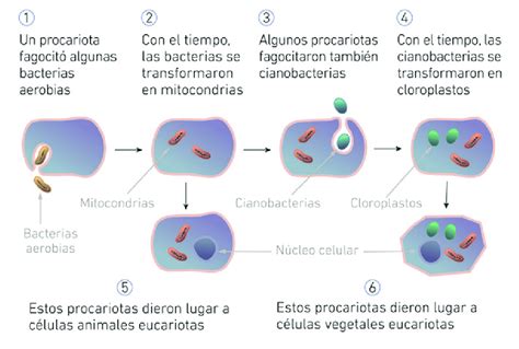 Origen Endosimbiótico De Los Orgánulos En La Célula Eucariota Según
