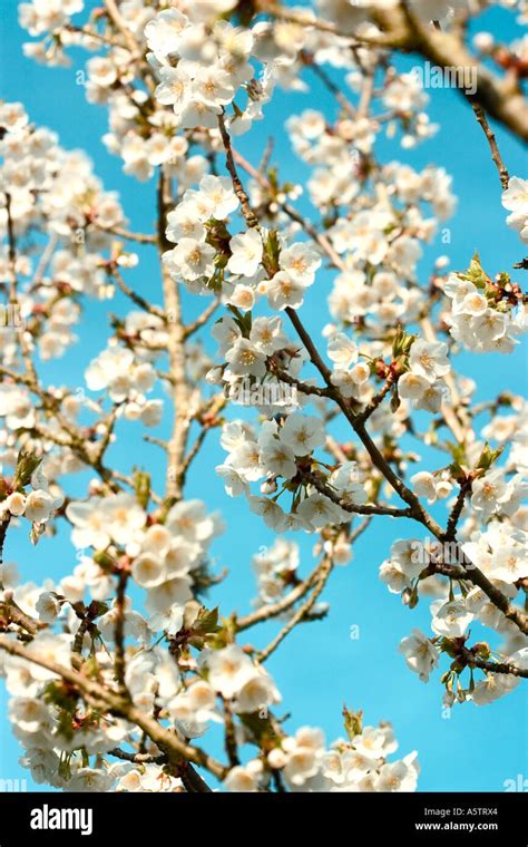 Common Name Spring Blossom Stock Photo Alamy