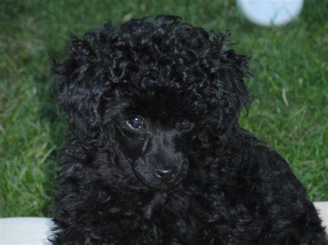 We did not find results for: Pin by Genevieve Bernadette on Cute Animals | Poodle puppy ...