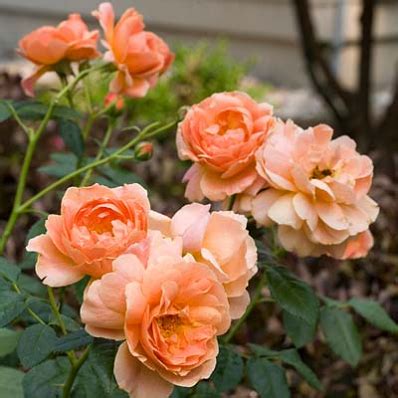 Order online or buy at our shop. At Last® Rose | At last rose, Landscaping with roses, Rose