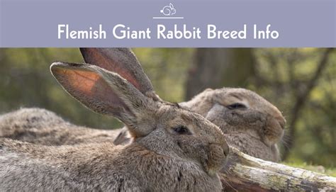 Flemish Giant Rabbit Breed Info Pictures Traits And Facts Pet Keen