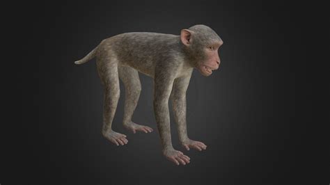 Rhesus Macaque Monkey Buy Royalty Free 3d Model By Manuelf 70c740b