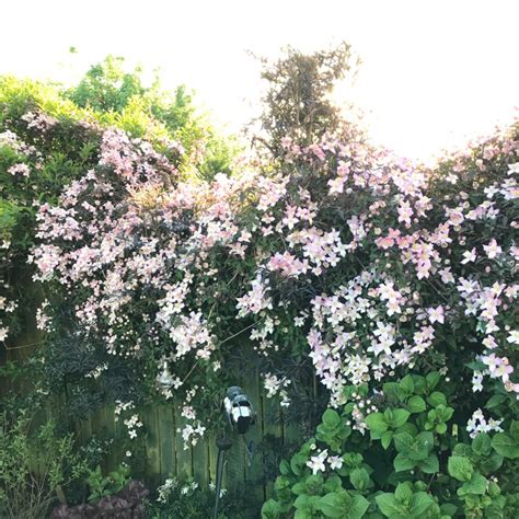 Maybe you would like to learn more about one of these? Clematis Group 1 early flowering varieties, Clematis Group ...