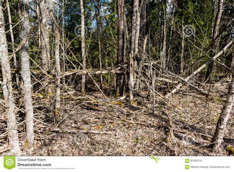Dry Broken Tree Branches On The Ground Stock Photo Image Of Landscape