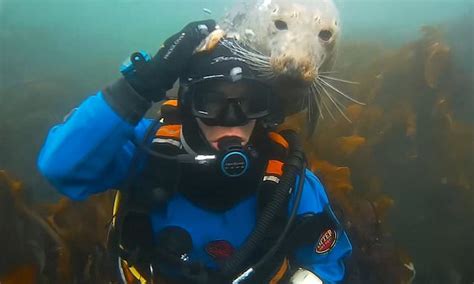 Seal Ing Their Friendship Incredible Moment Playful Seal Greets Diver With A Kiss In The North Sea