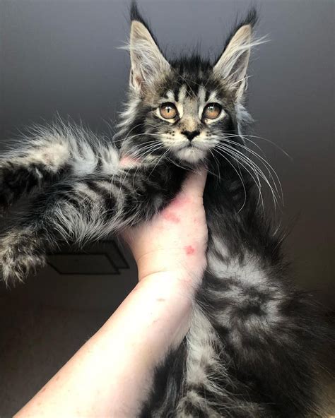 Maine Coons Are So Majestic Looking Cute Cats And Kittens Kittens