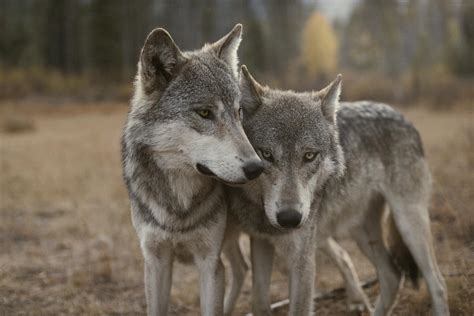 A Couple Of Gray Wolves Canis Lupus Photograph By Jim And