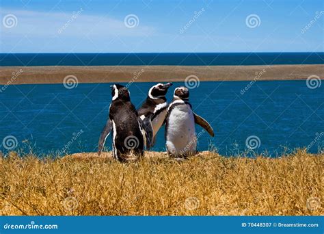Dancing Penguin Stockfotos Download 22 Royalty Free Photos