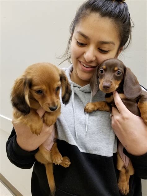 4747 e cactus rd , phoenix, az 85032. Our Mission Statement - Animal Kingdom | Puppies N Love