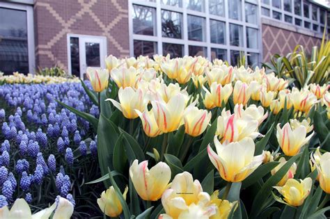 How do flowers bloom in the spring? this question came from yahya, a 1st year from the us. Ohio in Bloom: Where to See Spring Flowers