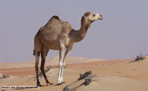 Camels possess several inheritable traits that increase its survival rate in harsh desert climates. From glaciers to deserts - Animals All Around World
