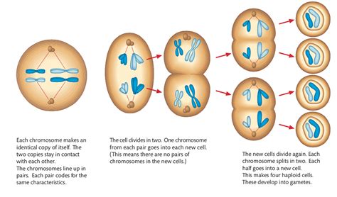 Meiosis Diagram Vrogue Co