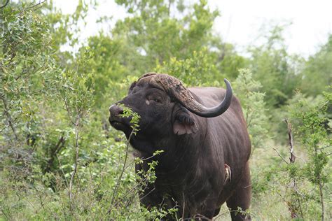 Перевод слова mammal, американское и британское произношение, транскрипция, словосочетания, однокоренные слова, примеры использования. Stories Of The Kruger | Kruger Park Animals | Mammal ...
