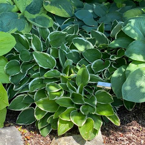 Hosta Francee Midwest Groundcovers Llc