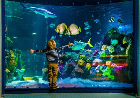 Sea Life Orlando Aquarium Awarded Coveted Aza