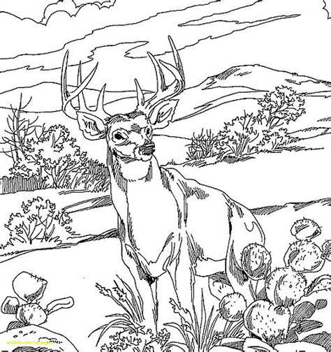 Wildlife Coloring Pages At Free