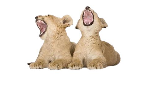 Lion Cub Png Transparent Images Png All