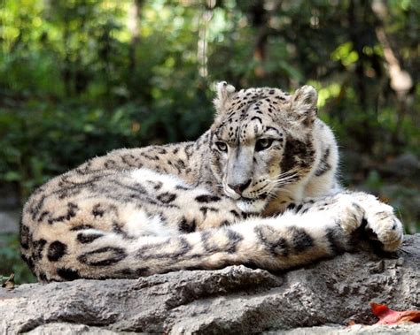 Snow Leopard Bronx Zoo New York City Flickr Photo Sharing