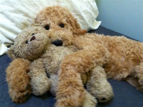 Maybe you would like to learn more about one of these? Poodles that look like Doodles - Page 4 - Poodle Forum ...