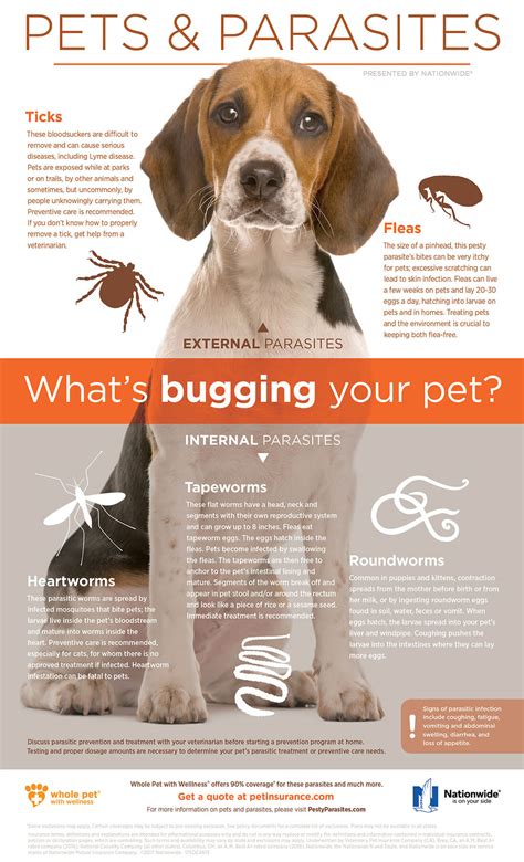 What Are The Signs Of Worms In Dogs