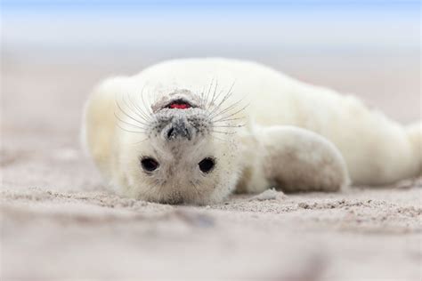 Smiling White Pup Baby Seal Baby Animals Cute Seals