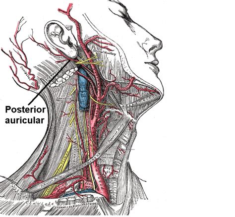 Arteria Auricular Posterior