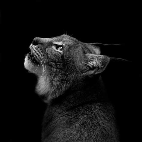 Breathtaking Black And White Animal Portraits By Lukas Holas Animals