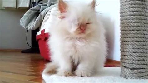 Gizmo Very Cute Red Point Himalayan Persian Kitten Youtube