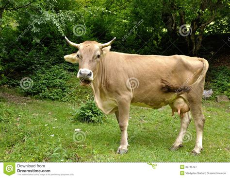 Brown Cow Chewing Stock Image Image Of Head Landscape 32715727