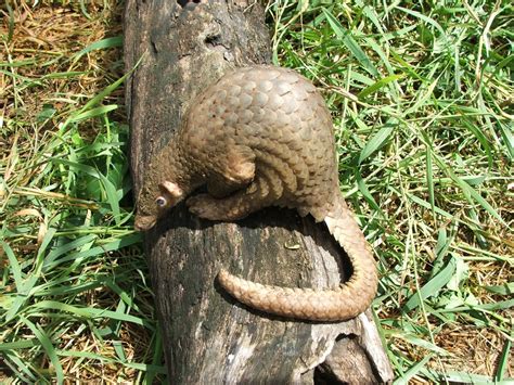 See more ideas about pangolin, animals, pangolin art. Philippine Pangolin Listed as "Critically Endangered ...