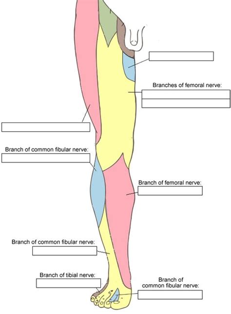Cutaneous Innervation Lower Limb Lower Limb Nerve Anatomy Anatomy Porn Sex Picture