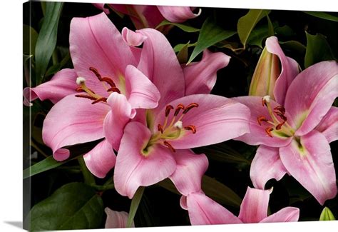 Close Up Of Large Pink Lilies Longwood Gardens Pennsylvania Wall Art