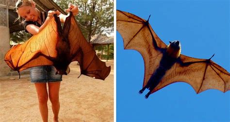 All About The Giant Golden Crowned Flying Fox The Worlds Largest Bat