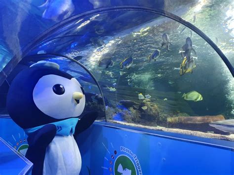 Octonauts At The Sea Life Scarborough Scarborough And Whitby Mumbler