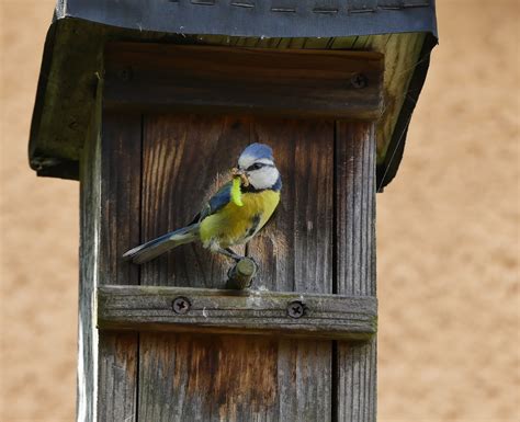 Parus caeruleus) ist eine vogelart der gattung cyanistes aus der familie meisen (paridae). Blaumeise am Nistkasten Foto & Bild | tiere, wildlife ...