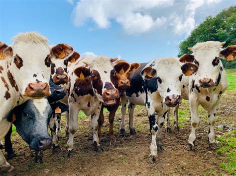Dairy Cows In Kenya Love Reggae Music They Produce More Milk