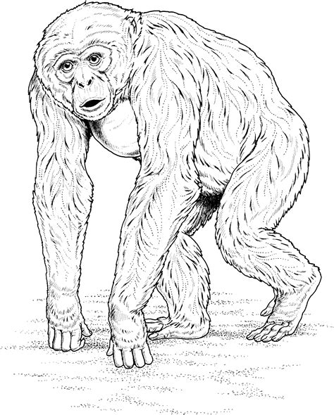 Primate Coloring Pages