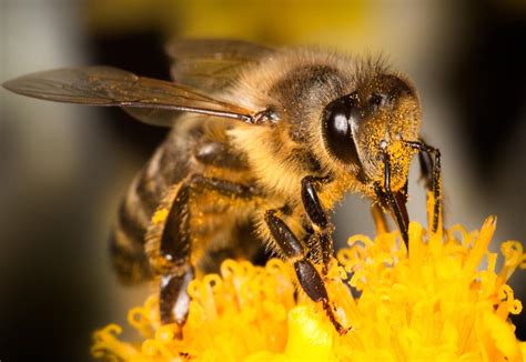 Save The Honeybees Plant These Raw Food Magazine