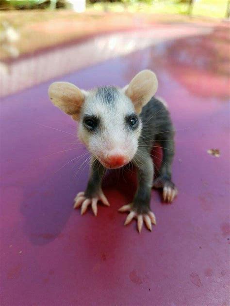 Baby Opossum That Fell Out Of Mamas Pouch So Adorable Baby Opossum