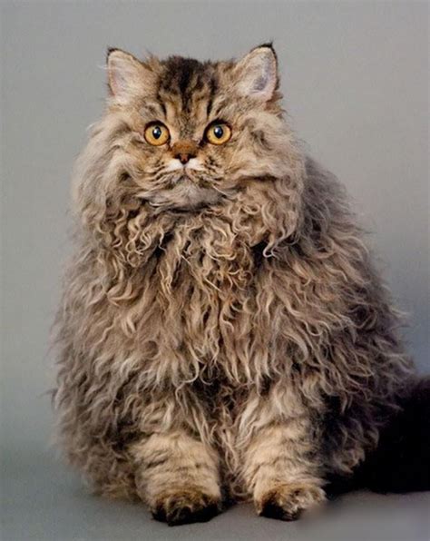 10 Popular Long Haired Cat Breeds