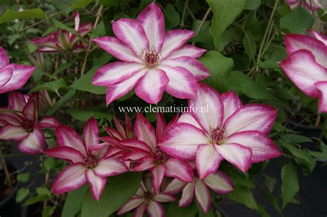 If for any reason you are unsatisfied with a product's performance within the first growing season, we encourage the customer to contact our customer service department. PICOTEE