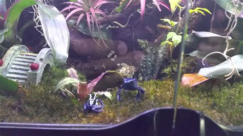36x18x18 Exo Terra Dart Frog Tank Youtube