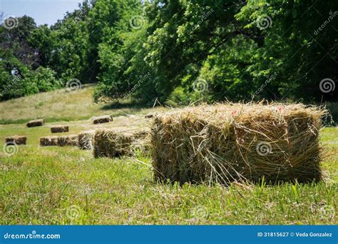 Square Hay Bales Stock Image Image Of Baling Country 31815627