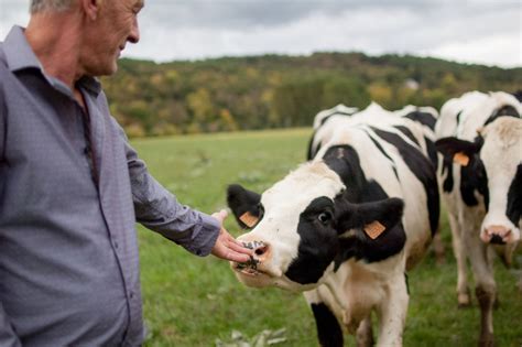 This Cattle Farmer Went Vegan After Bonding With His Cows Goodnet