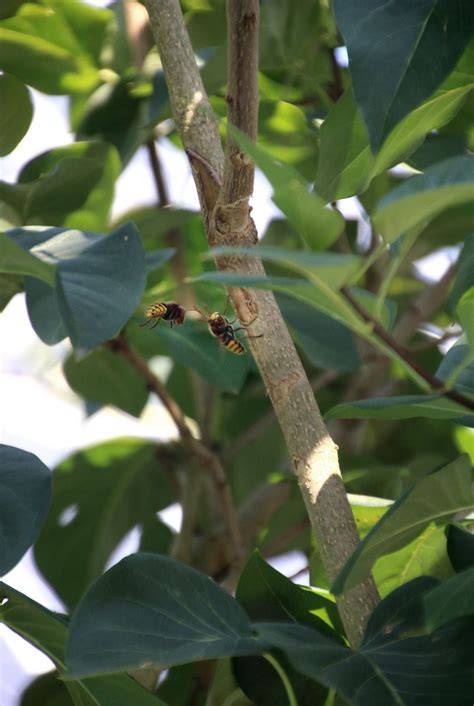 Die plagegeister der vergangenen monate im detail. Hornissen im Flieder | Tiere im Garten - grüneliebe in ...