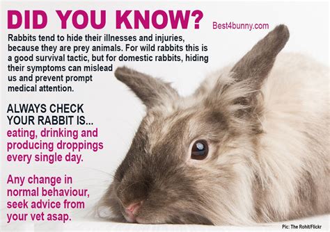 Rabbit Care Advice Best 4 Bunny Rabbit Care Pet Rabbit Care