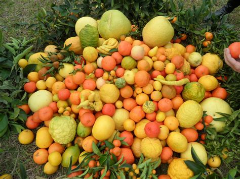 Agrumed Archaeology And History Of Citrus Fruit In The
