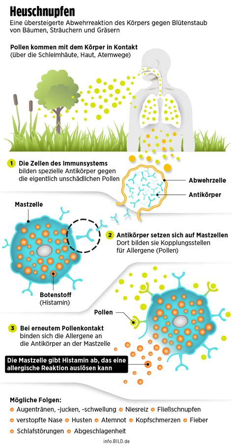 Hansjörg buchholz | letzte aktualisierung: Weltasthma-Tag: Pollenallergie! Wann droht allergisches ...