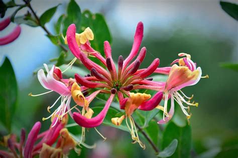 How To Grow And Care For Honeysuckle A Beginners Guide