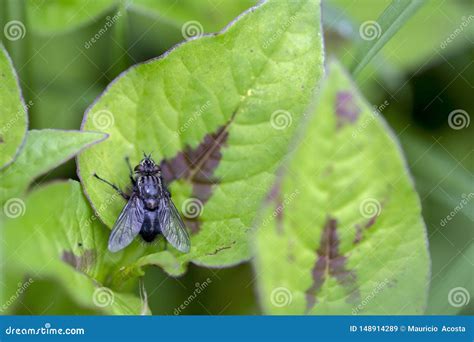 Black Fly On A Leaf Stock Image Image Of Ecology Animal 148914289